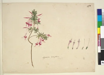 32. oldal. Styphelia tubiflora, 1803-06 körül (wc, toll, tus és ceruza)